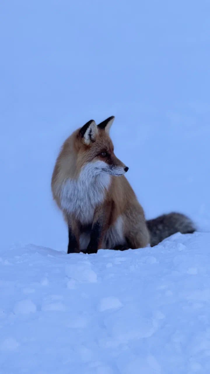 Зимний лес в Русской Лапландии